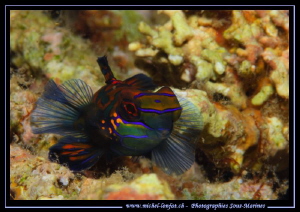 Mandarin fish..... by Michel Lonfat 